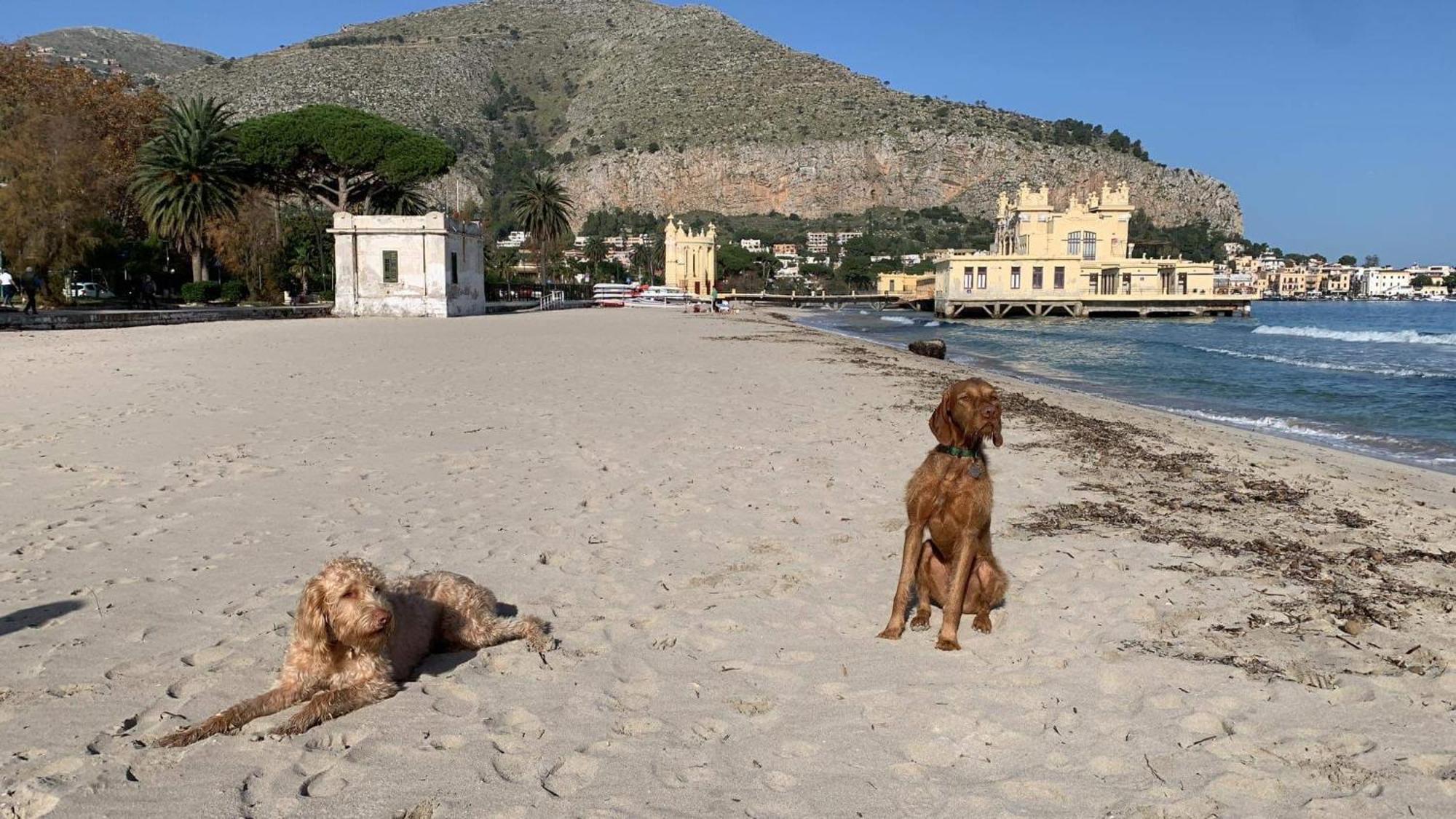 Due Cani Apartment Palermo Exterior foto